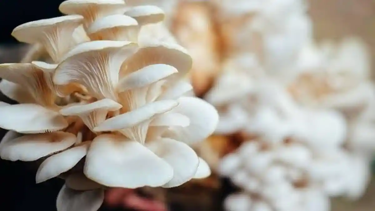 Berikut Manfaat Jamur Tiram untuk Kesehatan, Menjaga Kesehatan Jantung hingga Menurunkan Berat Badan
