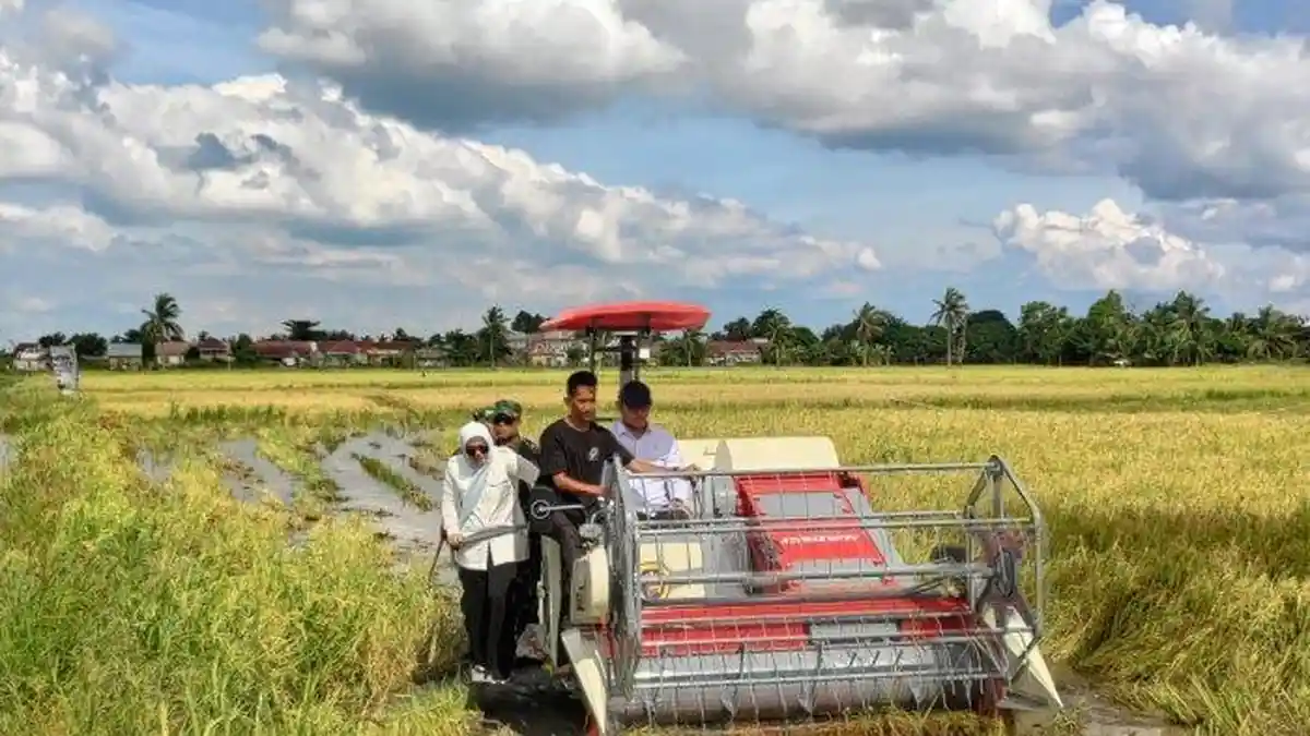 Bulog Terapkan Harga Baru, Siap Serap Gabah Petani Seharga Rp 6.500 Perkilo