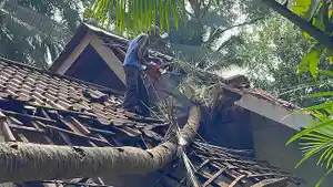 POHON-KELAPA-TUMBANG-Cuaca-ekstrem-Pangandaran-2242026-1.jpg