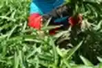 Panen Kangkung Darat di Kampung Bahuan Kabupaten Bandung
