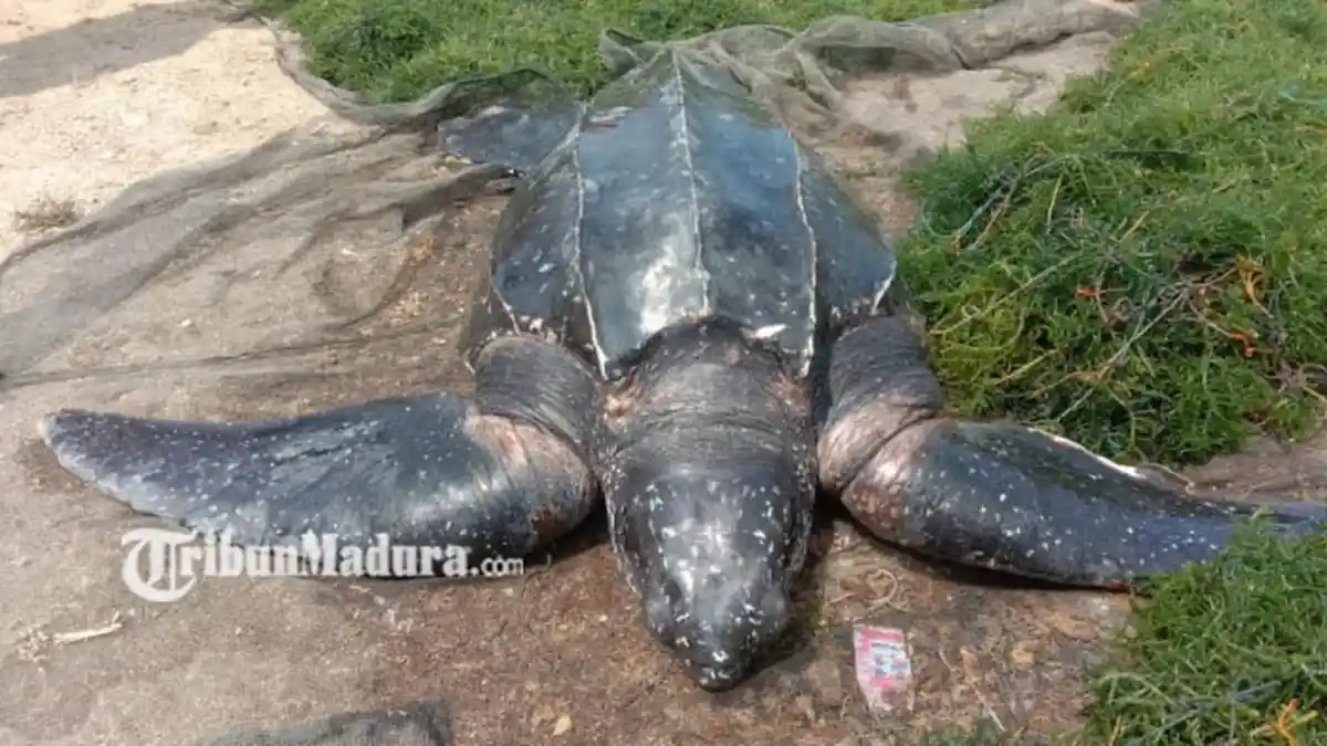 Heboh, Warga Sumenep Temukan Penyu Raksasa Saat Mengambil Rumput Laut