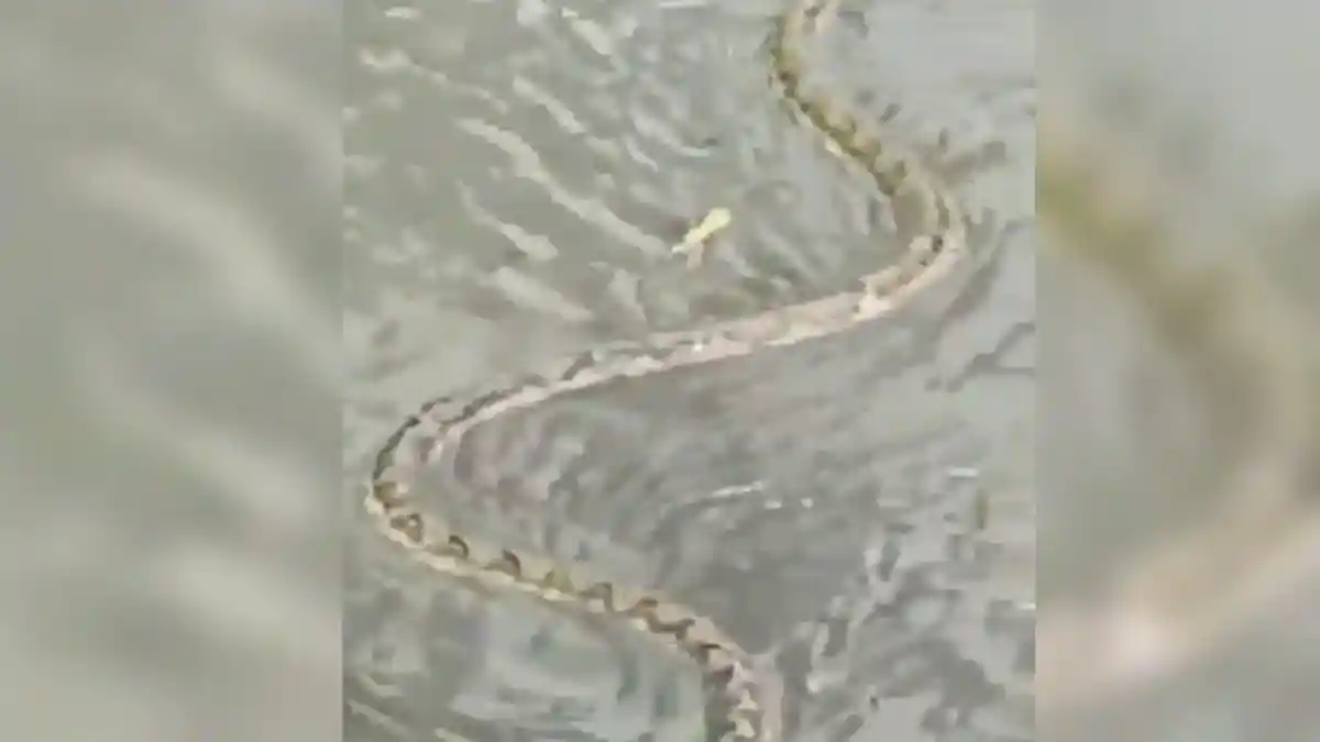 Gegerkan Warga Sekitar, Ular Liar Dilepas ke Parit Pasar Pandansari Balikpapan