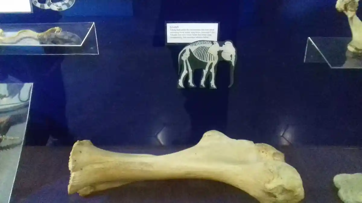 Wow, Tulang Kaki Gajah Meski Lunak dan Lentur Ternyata Mampu Menopang Berat 5 Ton