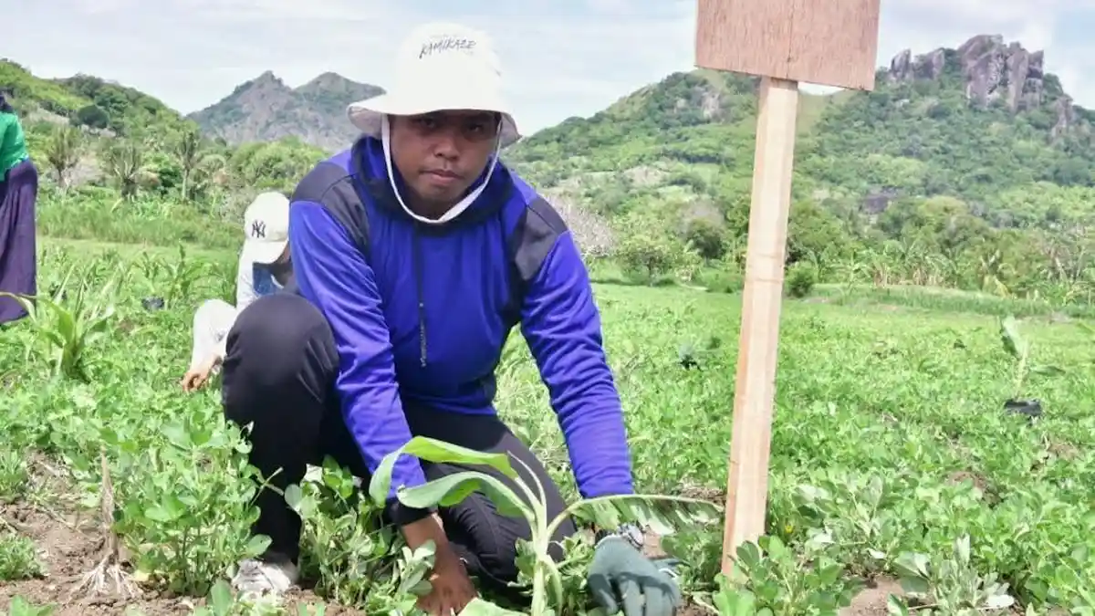 Pj Gubernur Sulsel Puji Petani Buae Sidrap Tanam Pisang Cavendish dengan Kacang Tanah