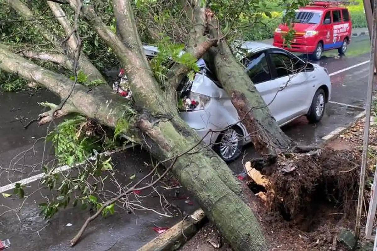 Pohon Tanjung di Samping Mal Lippo Keboen Raya Bogor Tumbang, Mobil R3 Putih Ringsek