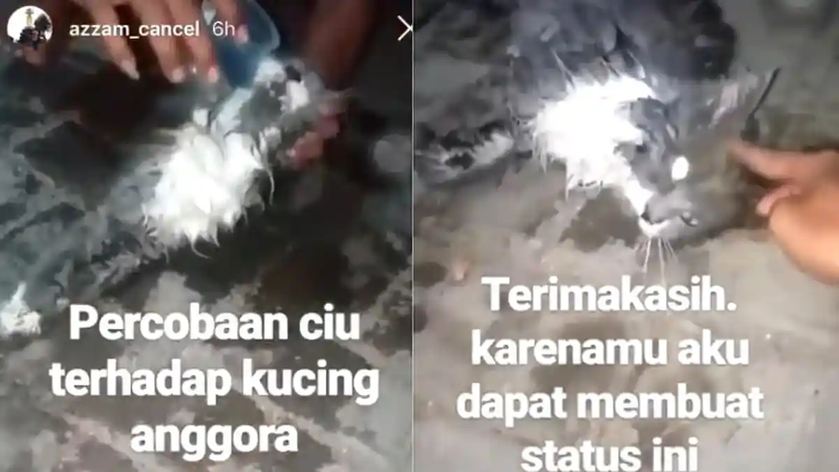 EFEK VIRAL Pria Tulungagung Cekoki Kucing dengan Miras Ciu, Alibinya Malah Bikin Warganet Murka