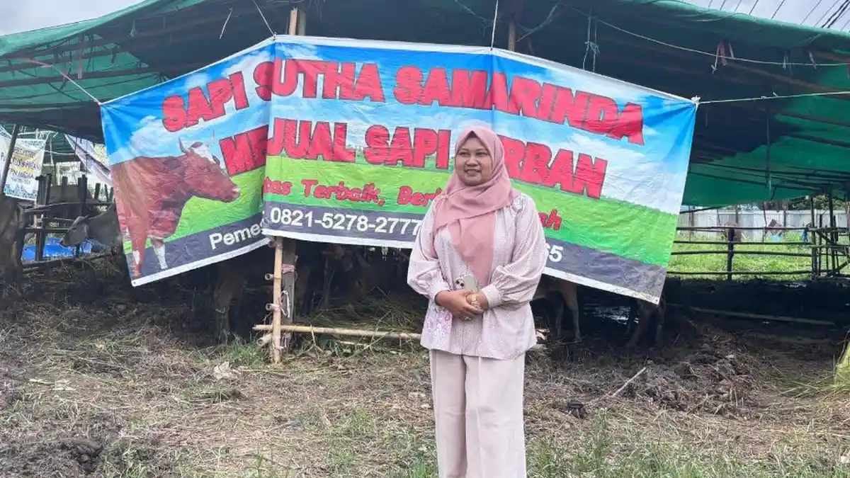 Dampak Harga BBM Naik, Sapi Kurban Iduladha di Samarinda Mahal dan Daya Beli Rendah