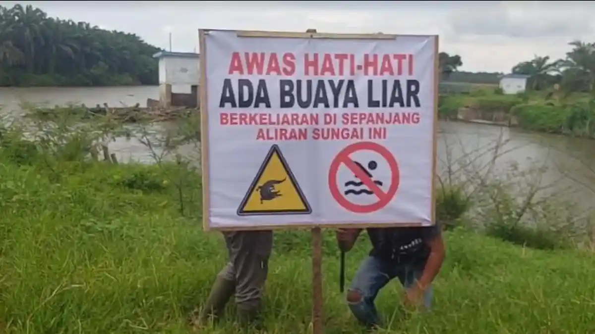 Penampakan Buaya di Sungai Dalu-dalu Resahkan Warga Batubara