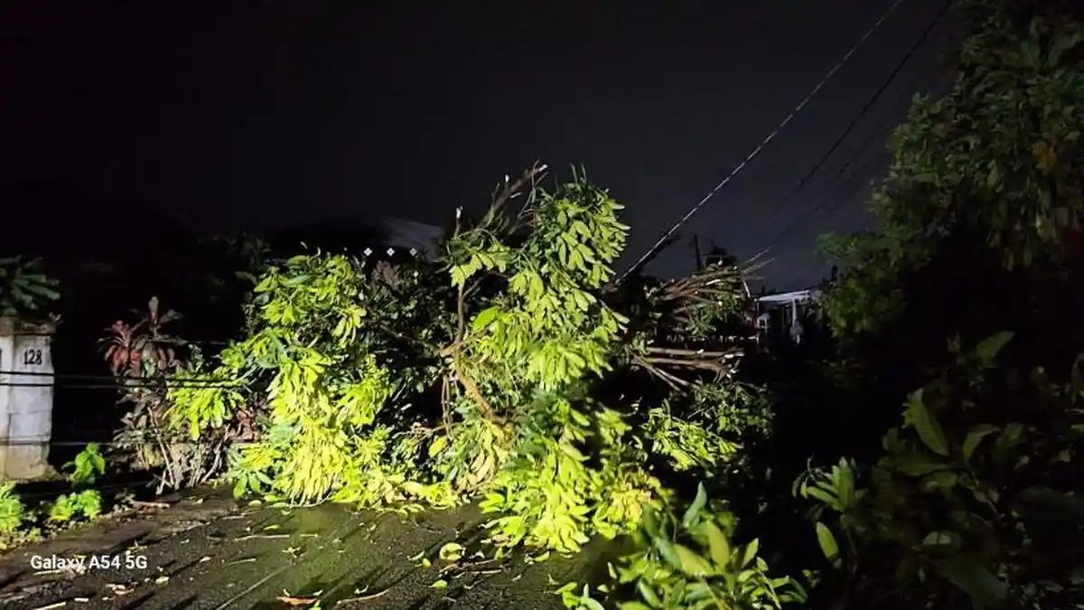 Angin Puting Beliung Landa Kota Pematangsiantar, 22 Pohon Dilaporkan Tumbang