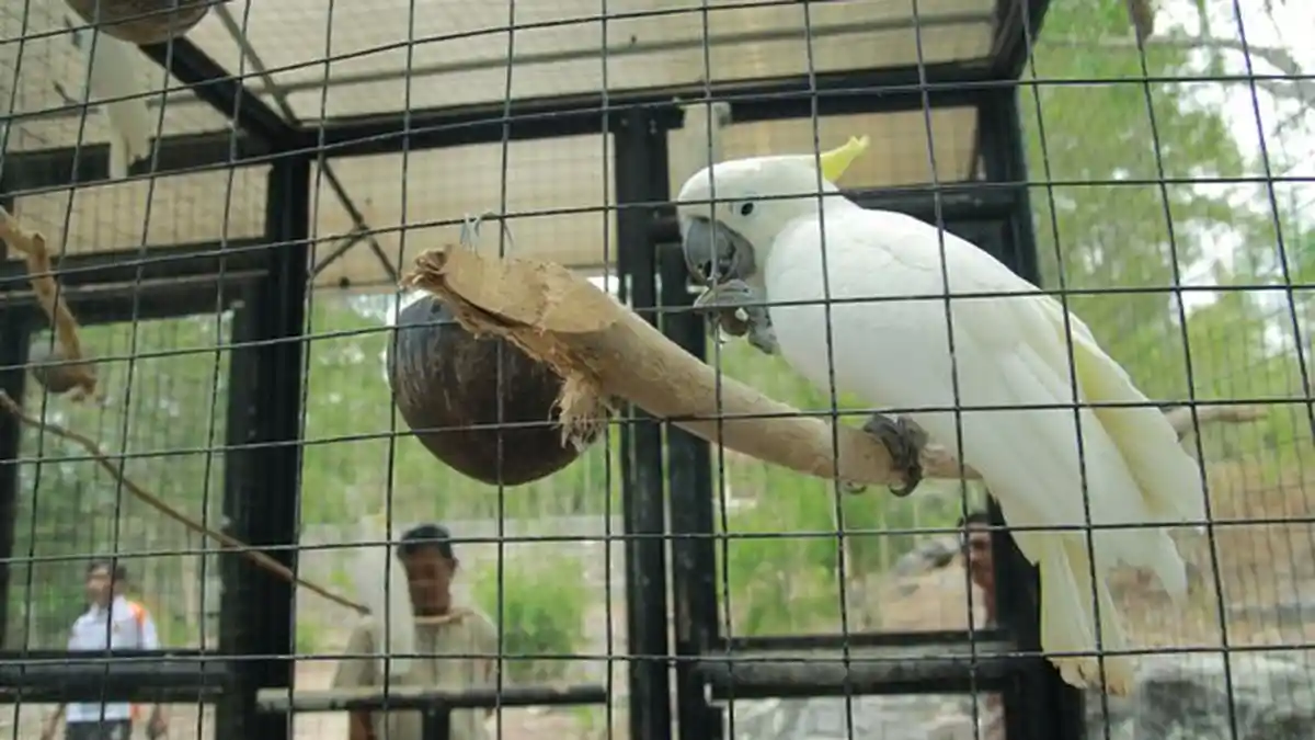 Mencintai Satwa Tak Harus dengan Memiliki Satwa