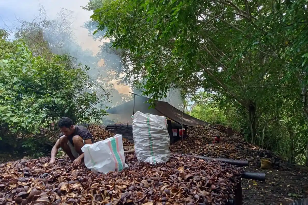 Pekan ini Diprediksi Harga Kopra Maluku Utara Turun Lagi, Berikut Harga Kopra Terkini