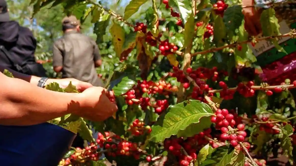 Kopi Indonesia Berkibar di Amsterdam Coffee Festival 2025