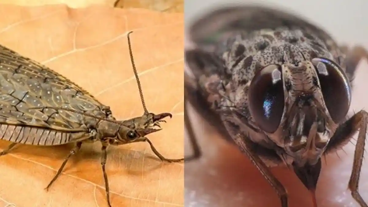 Tahukah Anda ini Serangga-serangga Paling Berbahaya di Dunia, Ada Dobsonfly hingga Lalat Tsetse