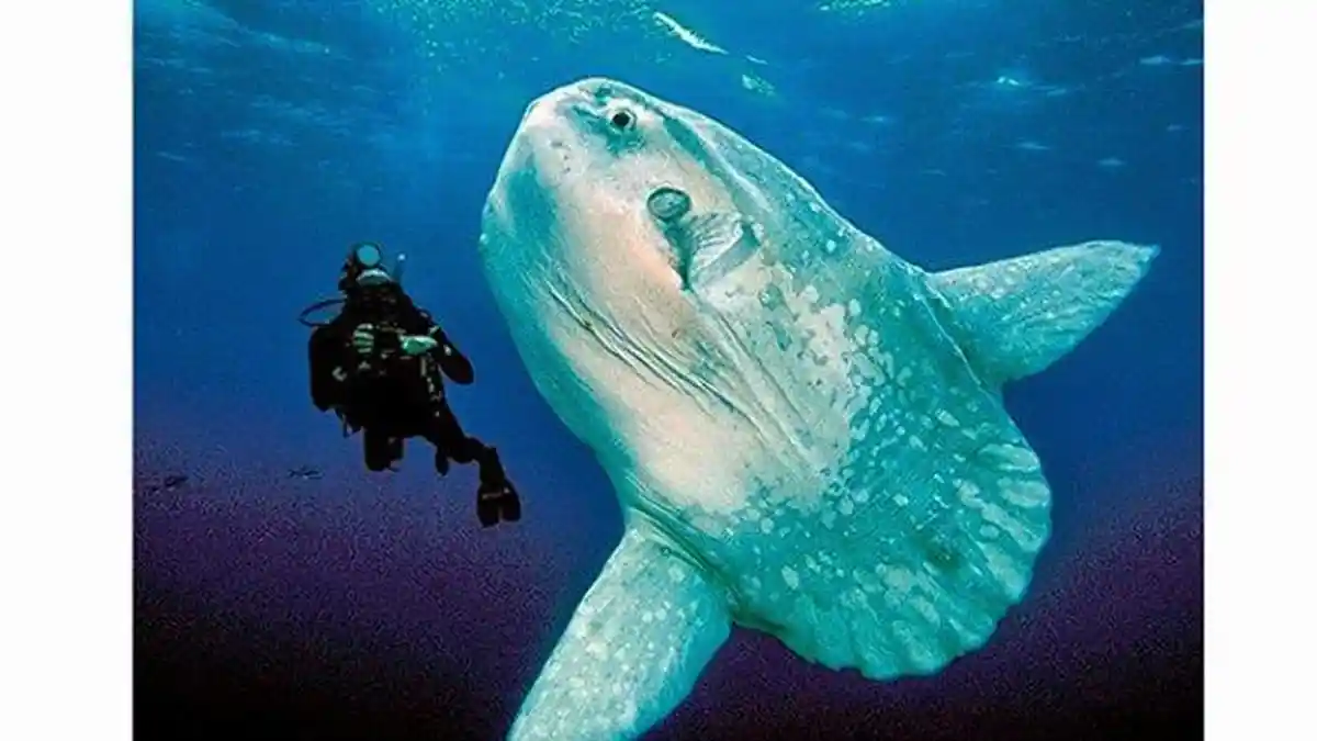 Cari Tahu Apa Itu Ikan Mola-Mola atau Ikan Matahari yang Terdampar di Kota Gorontalo