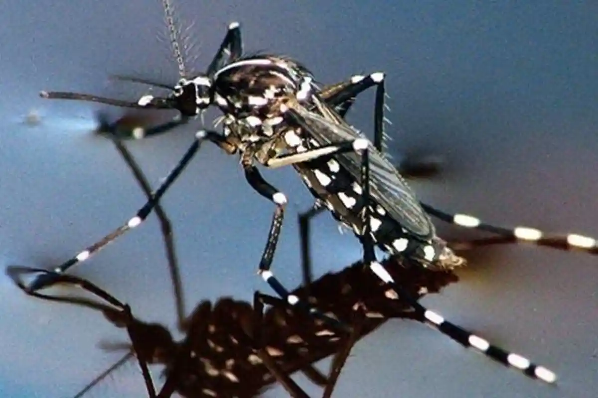 Demam Berdarah Dengue Mengintai Bolmong
