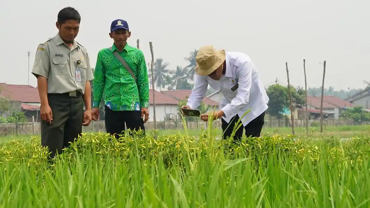 Kementerian Pertanian RI Kunjungi Kebun Percobaan di Sungai Kakap
