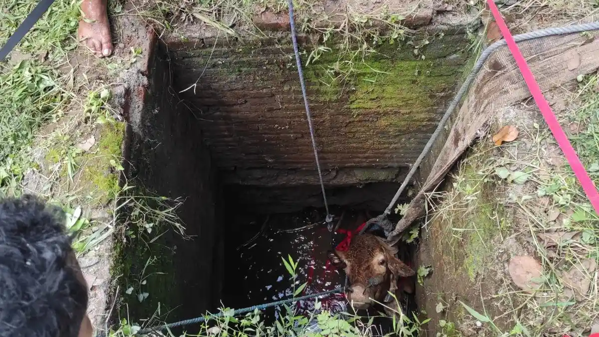 Dikira Hilang Dicuri, Sapi Warga Ponggok Blitar Ternyata Tercebur Sumur, Jejak Kaki Jadi Petunjuk