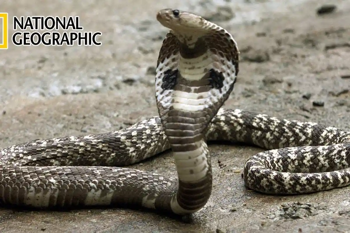 Mengenal Jenis Ular Berbisa dengan Kandungan Racun yang Bisa Sebabkan Kematian pada Manusia