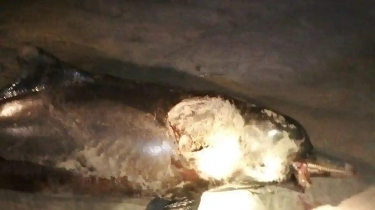 Bangkai Seekor Lumba-lumba dengan Luka Sepanjang 28 Centimeter Ditemukan di Pantai Aceh