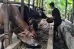 Penjualan Hewan Kurban di Medan