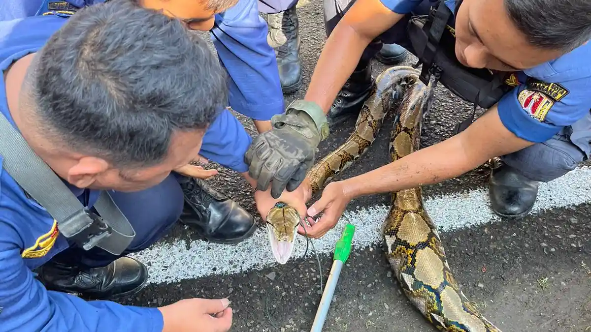 Damkar Semarang Beberapa Kali Berikan Hewan yang Dievakuasi Pada Warga Yang Minat