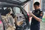 Petugas-Bea-Cukai-Kudus-sedang-memeriksa-rokok-ilegal-yang-diangkut-dalam-mobil-penumpang.jpg