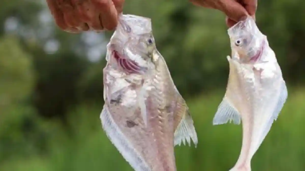 Inilah Ikan Paling Aneh, Jantan Bawa Telur yang Disimpan di Kait Bagian Kepala