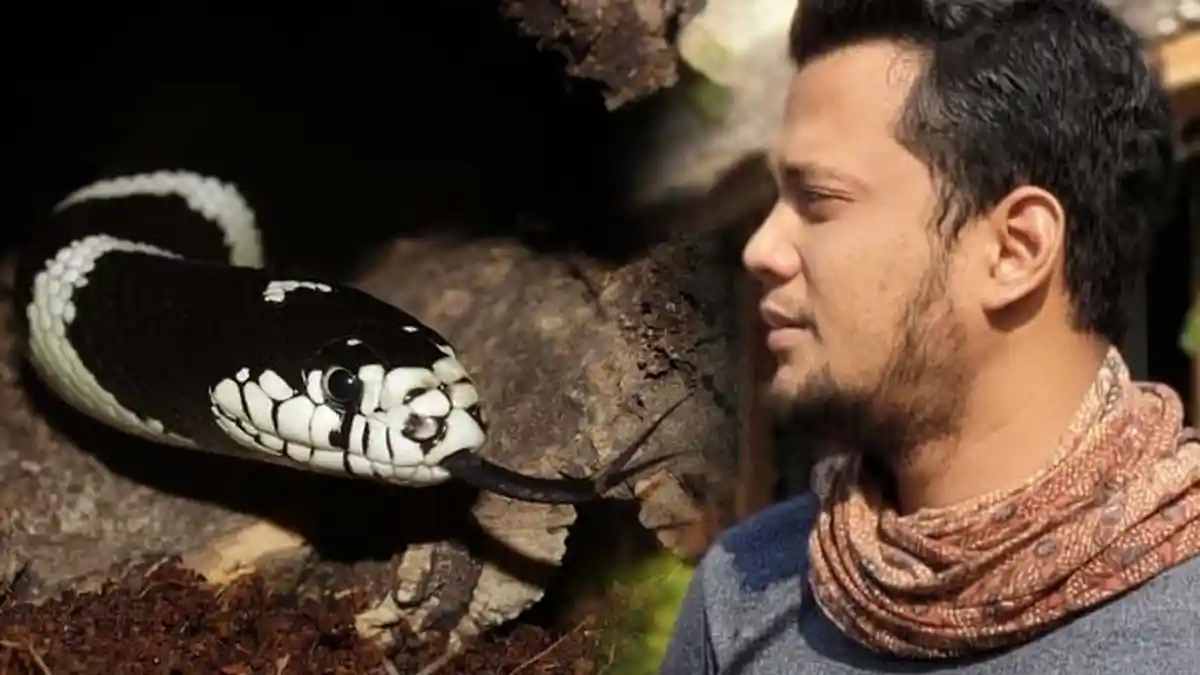 Karateristik Ular Weling, Jinak tapi Ganas, Hampir Mirip Ular Paling Mematikan di Dunia