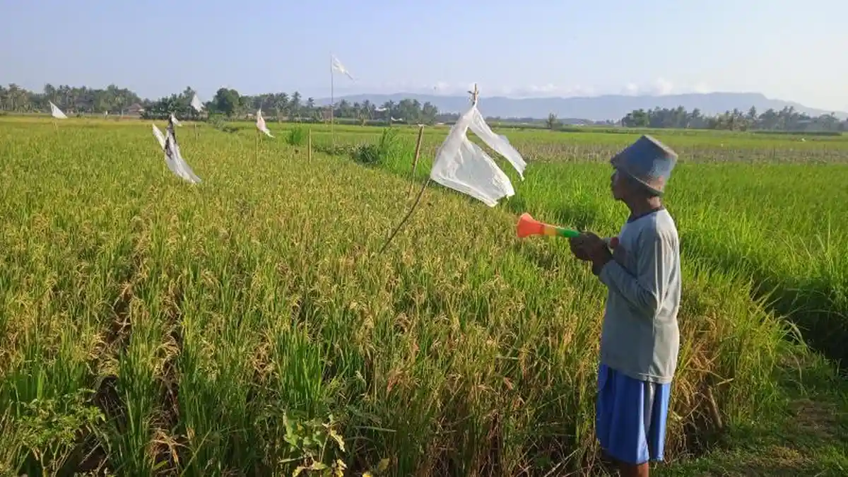 Jelang Masa Panen, Tanaman Padi Seluas 116 Hektar di Jember Diserang Burung Pipit