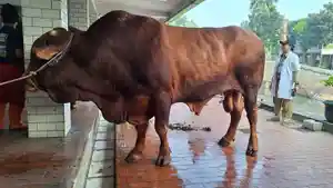 sapi-prabowo-gibrna-s.jpg