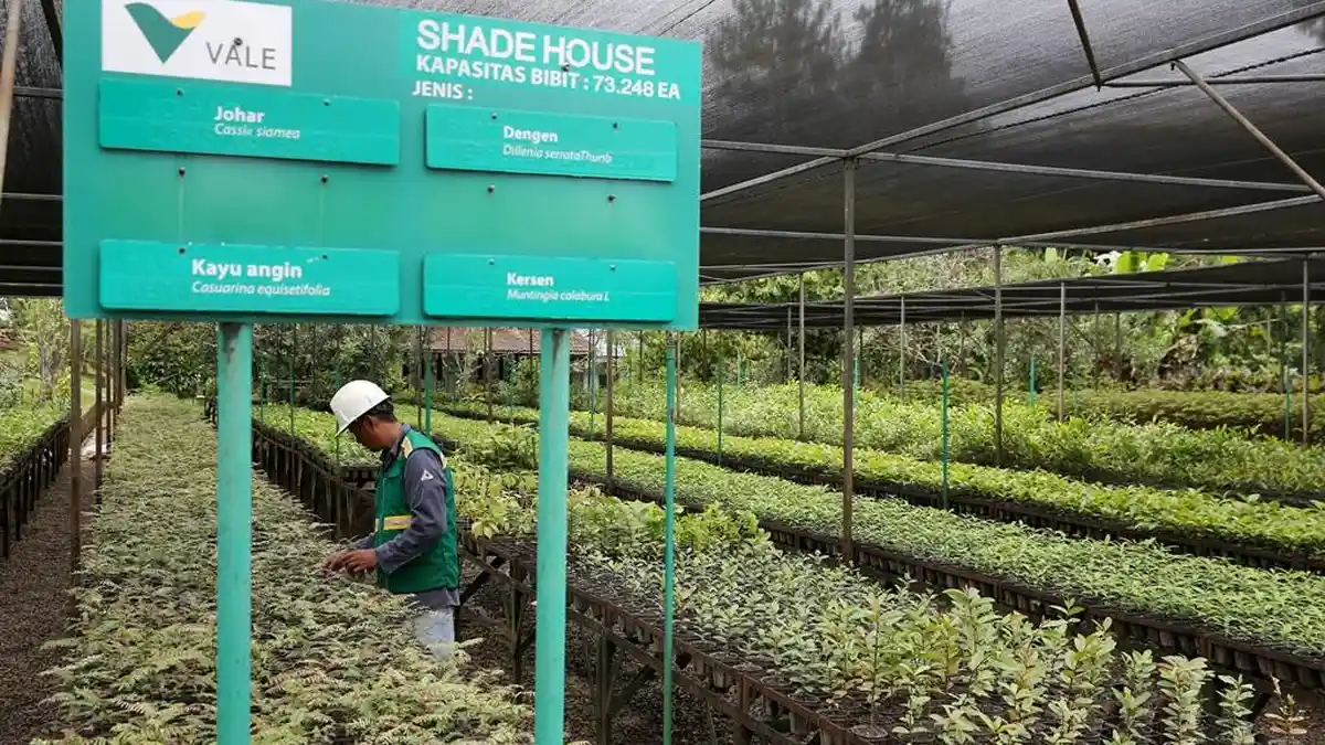 Pembibitan Pohon PT Vale Untuk Penghijauan Pasca Penambangan