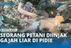 ALHAMDULILLAH-Petani-Pidie-Selamat-Diinjak-Gerombolan-GajahLiar.jpg