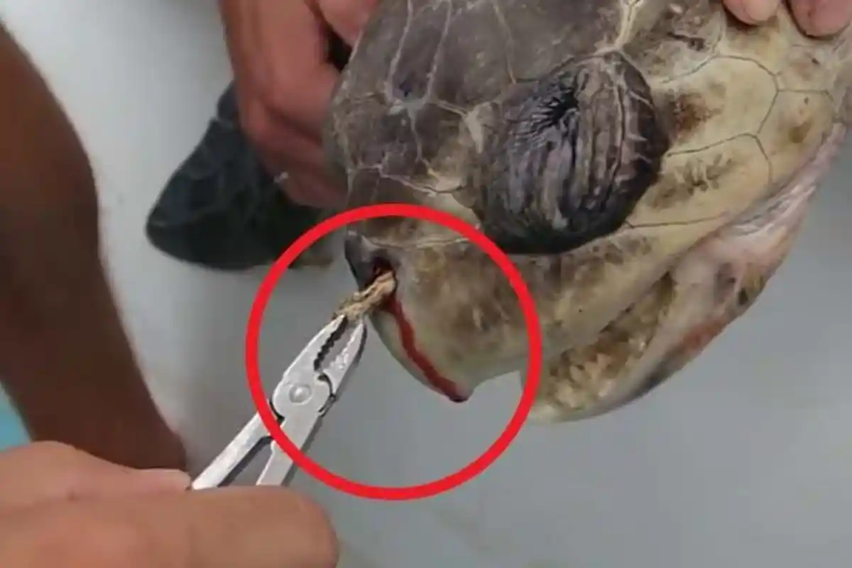 Semula Dikira Ada Cacing di Tubuh Penyu, Begitu Diteliti Dokter Langsung Berdebat, Astaga, Itu Kan