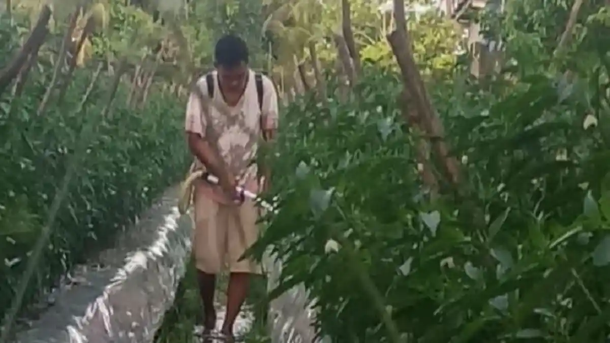 Harga Cabai di Lubuklinggau Terjun Bebas, Petani: Tak Sebanding Upah dan Biaya Produksi