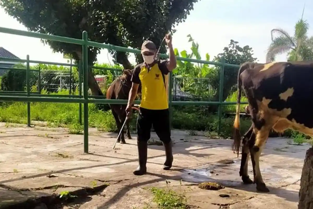 Antisipasi Wabah PMK Merebak, Penyemprotan Disinfektan Dilakukan di Pasar Hewan Kota Kediri