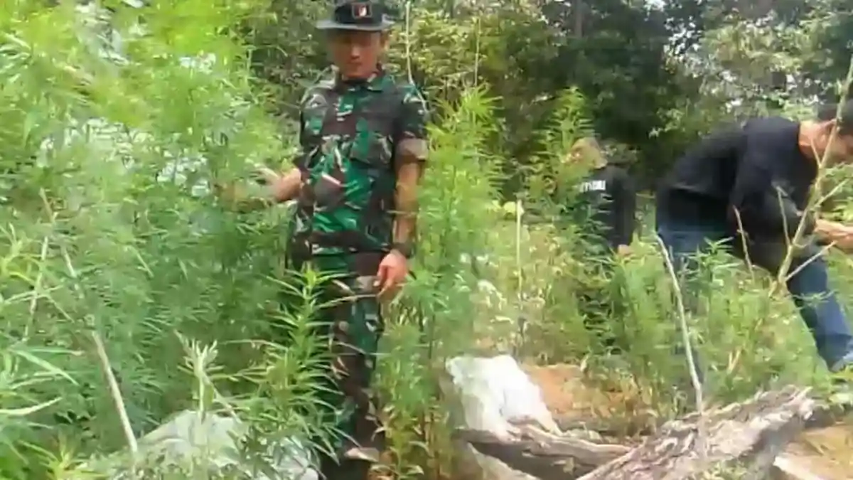 Yonif 115/ML Pasie Raja Temukan Empat Hektare Ladang Ganja, Sebagian Sudah Dipanen