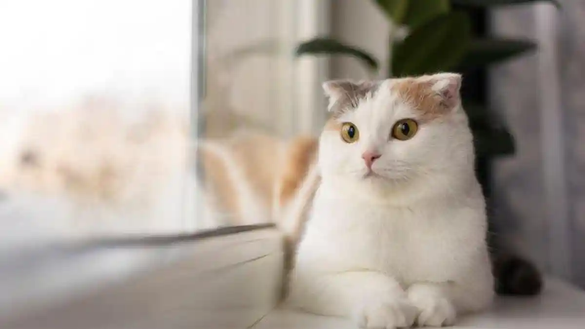 17 Jenis Makanan yang Bahaya Apabila Dikonsumsi oleh Kucing