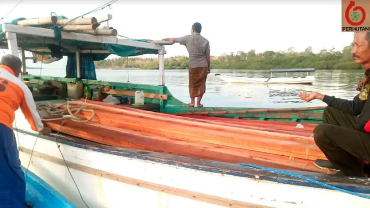 Nelayan Sumenep Ditangkap Akibat Illegal Logging di Pulau Kangean, 400 Lembar Kayu Kenari Diamankan
