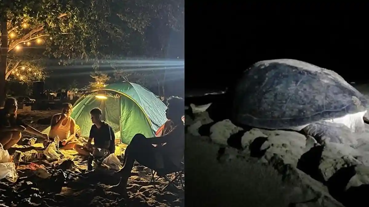 Pantai Tuturuga, Surga Tersembunyi Minahasa: Camping, Pasir Putih, dan Momen Langka Penyu Bertelur