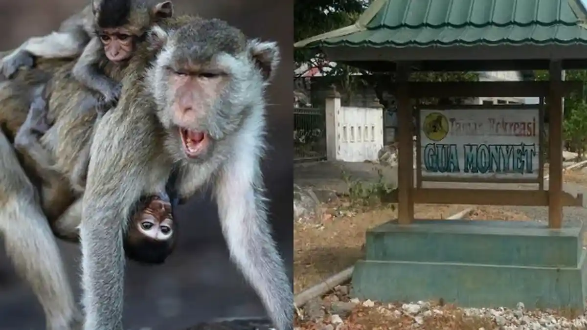 Bercanda Dengan Monyet-monyet Sedang Gendong Bayinya di Gua Monyet Tenau di Kupang
