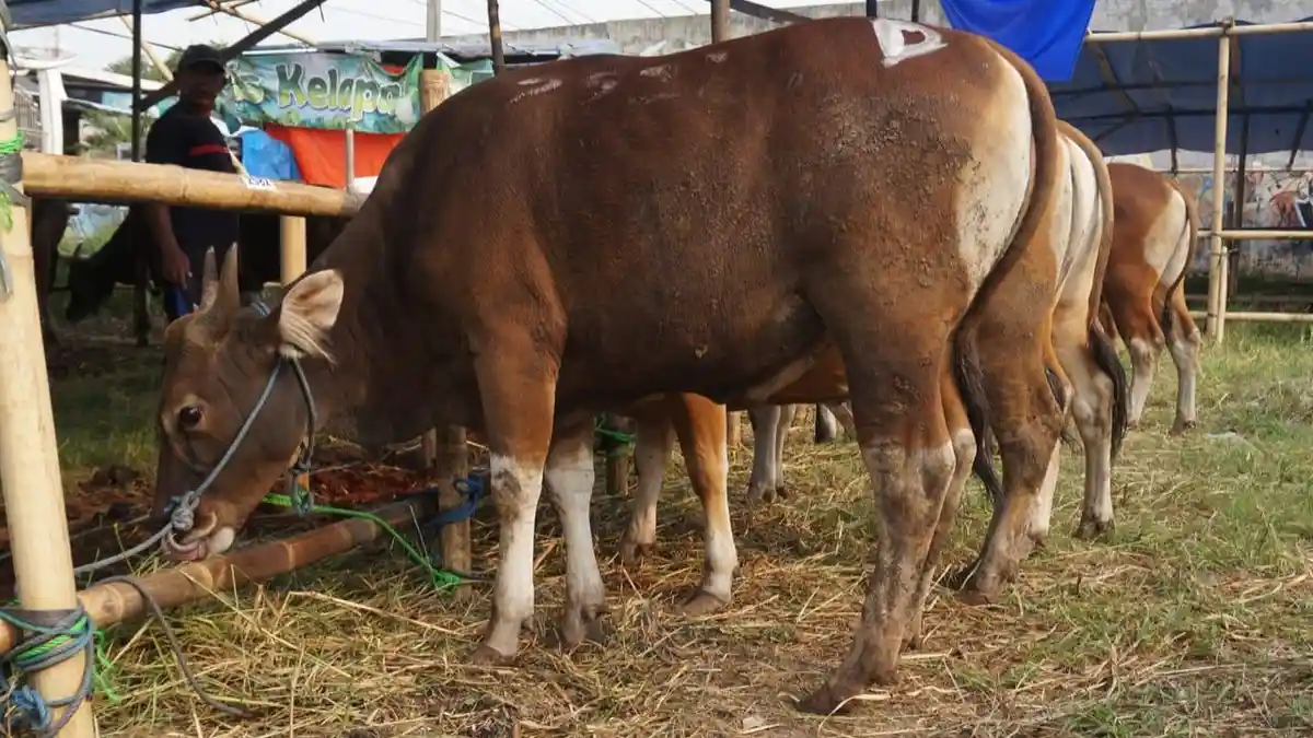 Aulia Akbar Bersaudara, Meraup Berkah Idul Adha 1441 dengan Jualan Sapi Bali Harga Grosiran