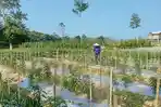 petani-singkong-beralih-ke-tanam-cabai.jpg