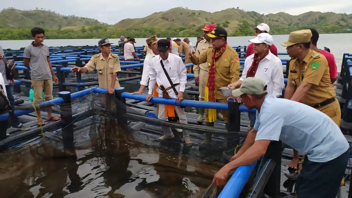 Tanggapi Panen 794 Ekor Ikan Kerapu di Wae Kelambu, Anggota DPRD NTT :  