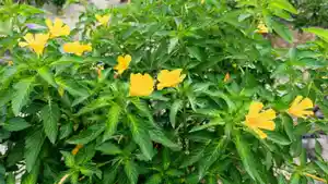 Daun-Damiana.jpg