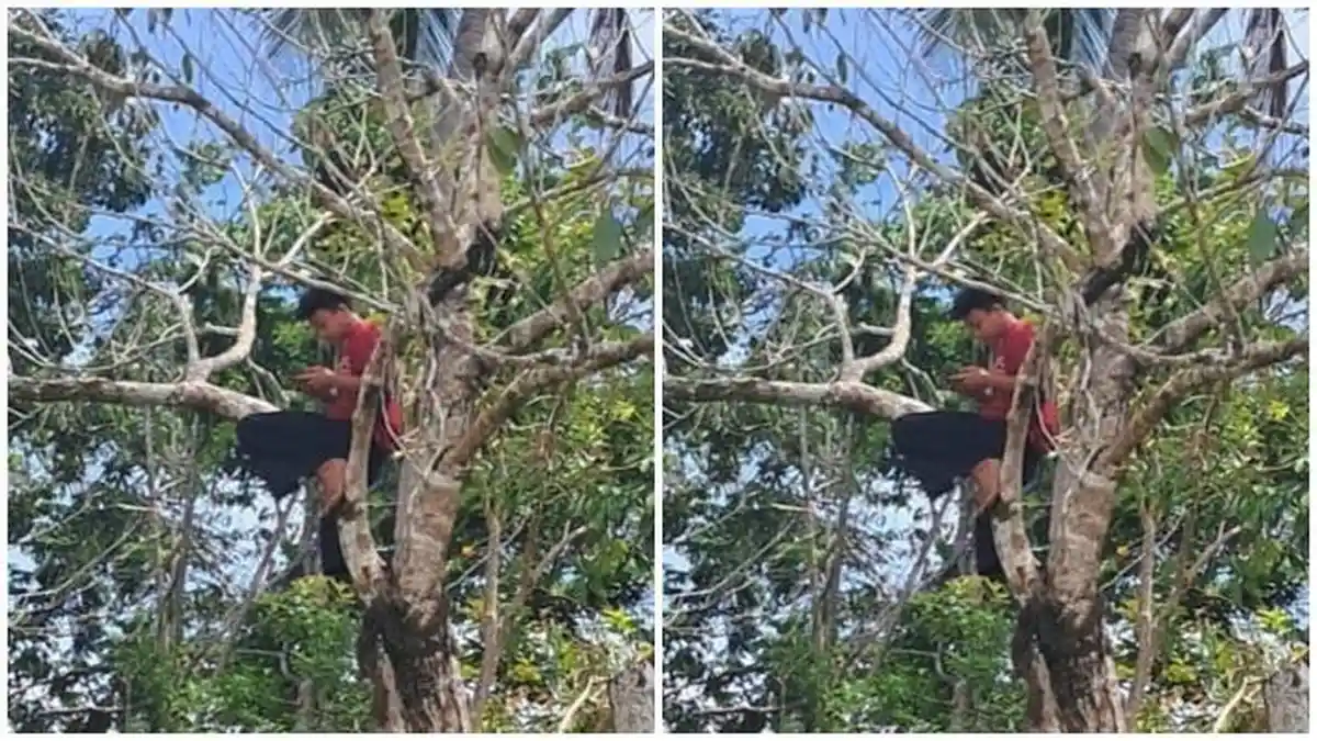 Demi Sinyal, Warga Desa Binjai Musi Rawas Rela Panjat Pohon dan Gantung HP Setinggi 20 Meter