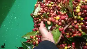 KOPI-GAYO-DI-KECAMATAN-ATU-LINTANG-ACEH-TENGAH.jpg