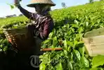 petik-teh.jpg