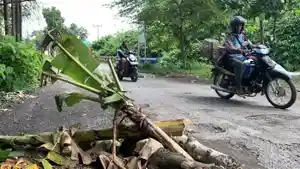 Kondisi-jalan-rusak-yang-ditanami-pohon-pisang-di-Desa-Kuripan.jpg