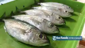 ikan-Tude-yang-dijual-di-Pasar-Desa-Sea-Kabupaten-Minahasa.jpg