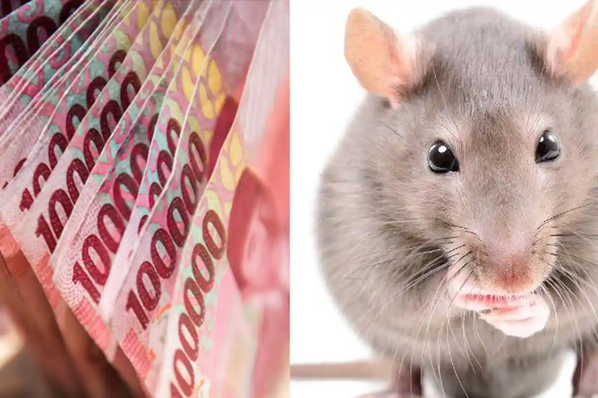 Nasib Apes Nenek Kehilangan Uang yang Ada di Lemari, Setelah 2 Tahun Baru Ketahuan Dimakan Tikus